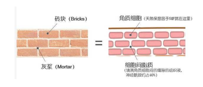 敏感肌怎么选护肤品？建议从成分入手，这份“红黑榜”请收好