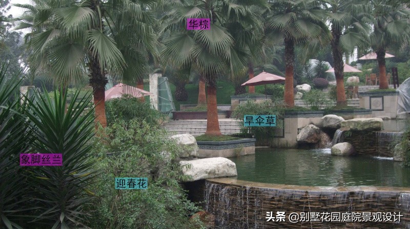 别墅庭院常用植物分享，附照片及名字标注（珍藏版）