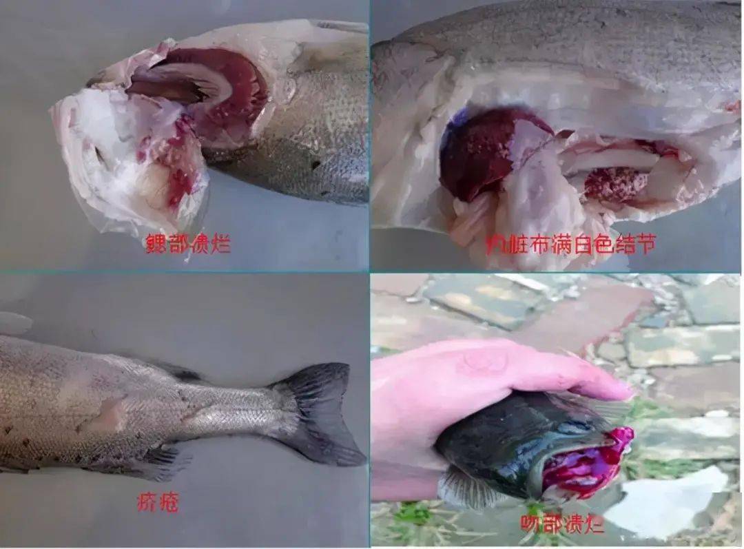 加州鲈鱼弹状病毒症状表现及治疗方法