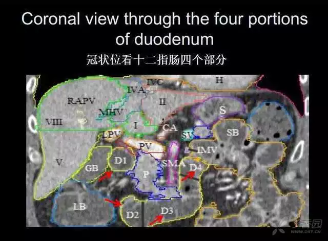 掌握这篇解剖，晋级腹部CT影像诊断高手（精细版）