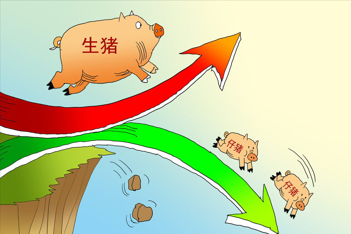 猪价什么时间会涨 猪价什么时间会涨起来