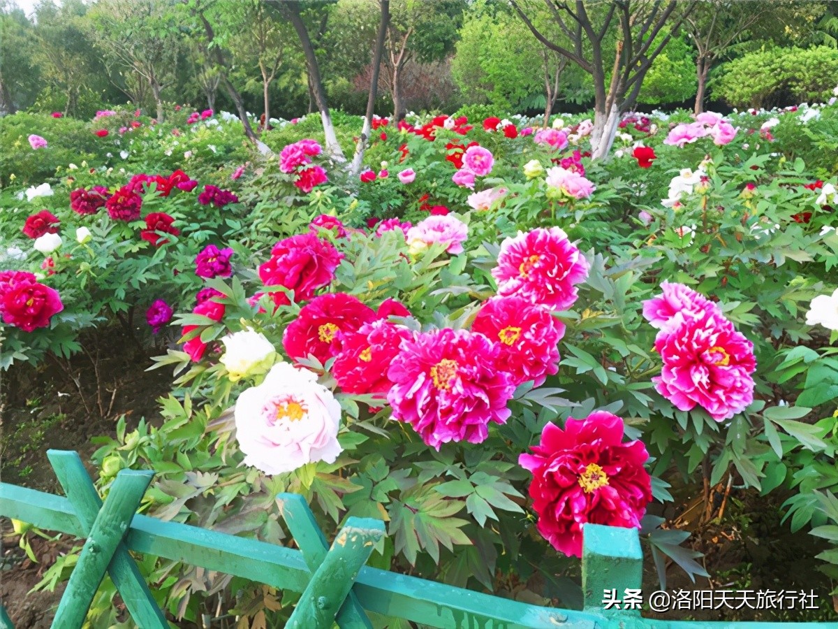 4月下旬洛阳市区牡丹园推荐，国际牡丹园，为什么能晚开花？