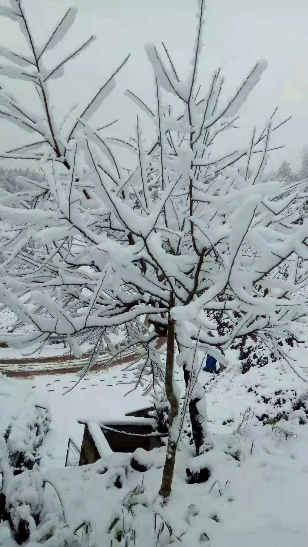 今天，咱们万州下雪啦！不！是垫起了厚厚的白白的雪