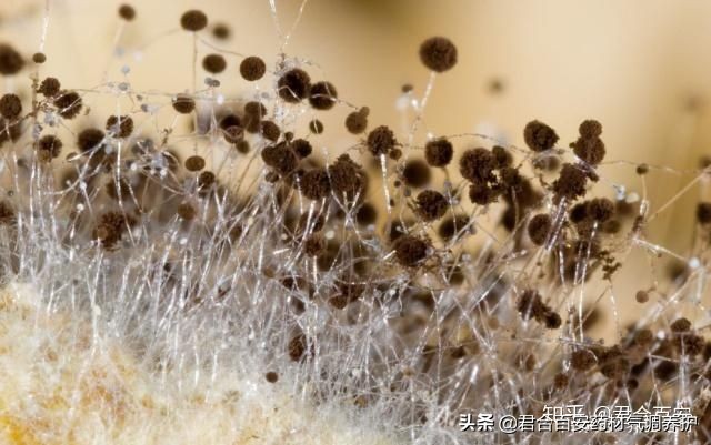 中药生虫发霉之后还可以用吗？看完这些你就知道了