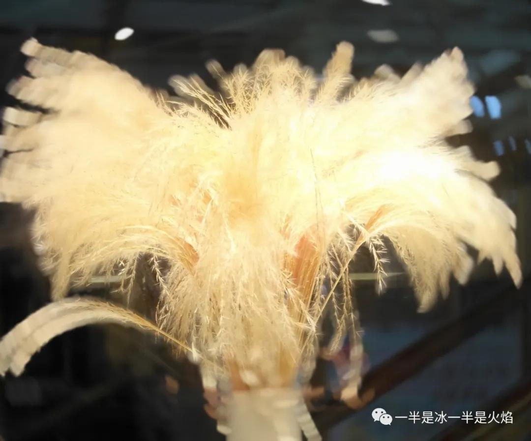 散文诗：浅冬物语(三章)-第1张图片-非凡网