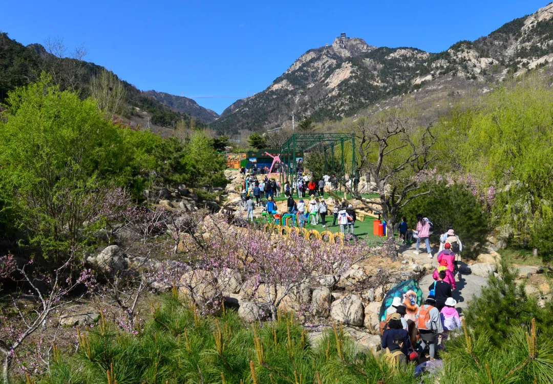 花开春盛游人醉！本周末天蒙山再迎“踏青赏花游”客流小高峰！