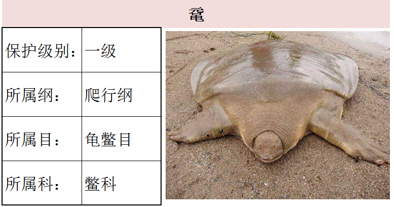 鼋15.棱皮龟14.太平洋丽龟13.玳瑁12.绿海龟11.蠵龟10.云南闭壳龟9.