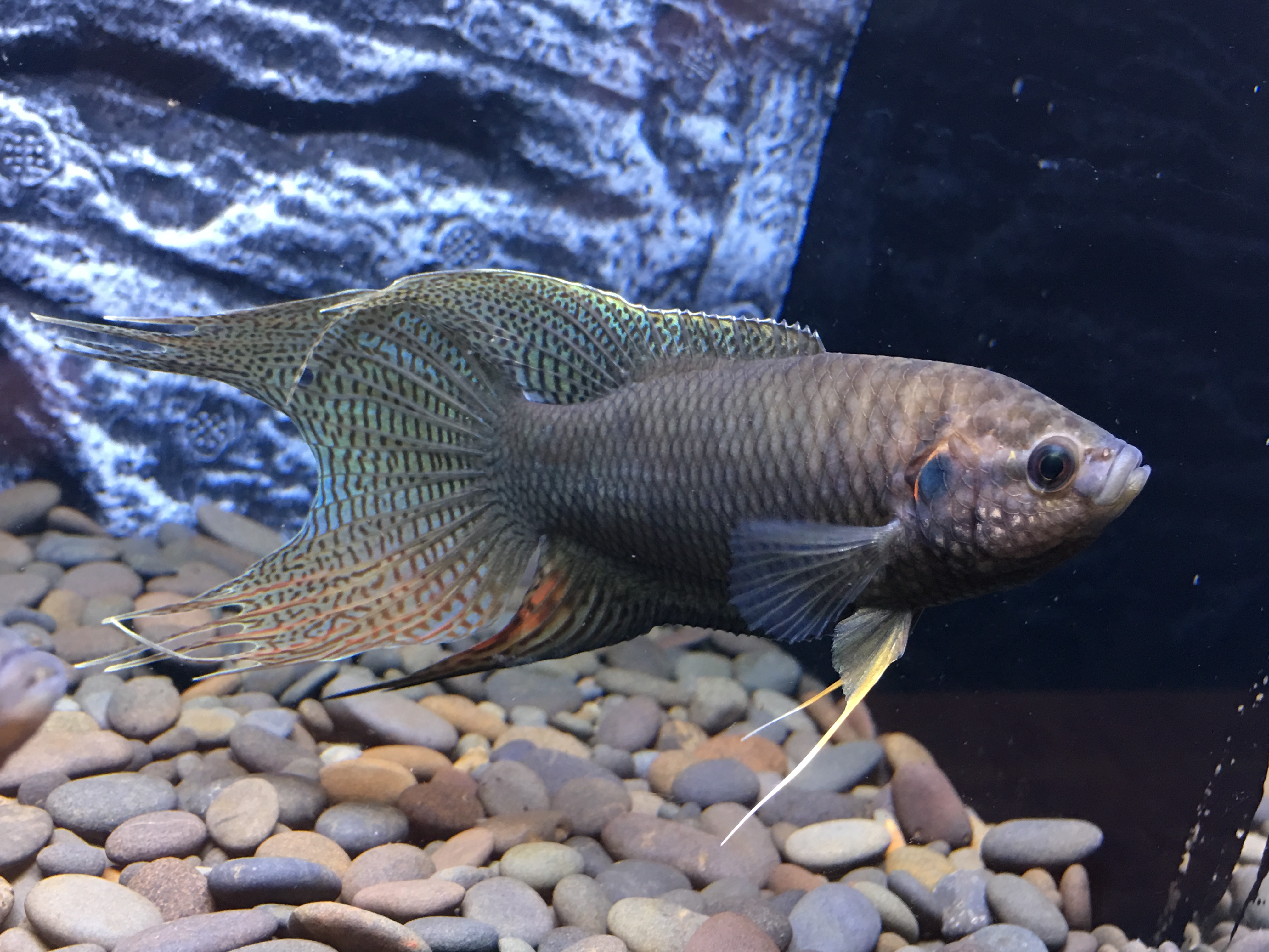 中国斗鱼的养育_观赏鱼类_西南渔业网 水花鱼 水产养殖专业网 渔业