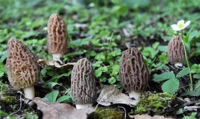 農村常吃的40種· 野菜，能治病能解饞，你吃過幾種呢？