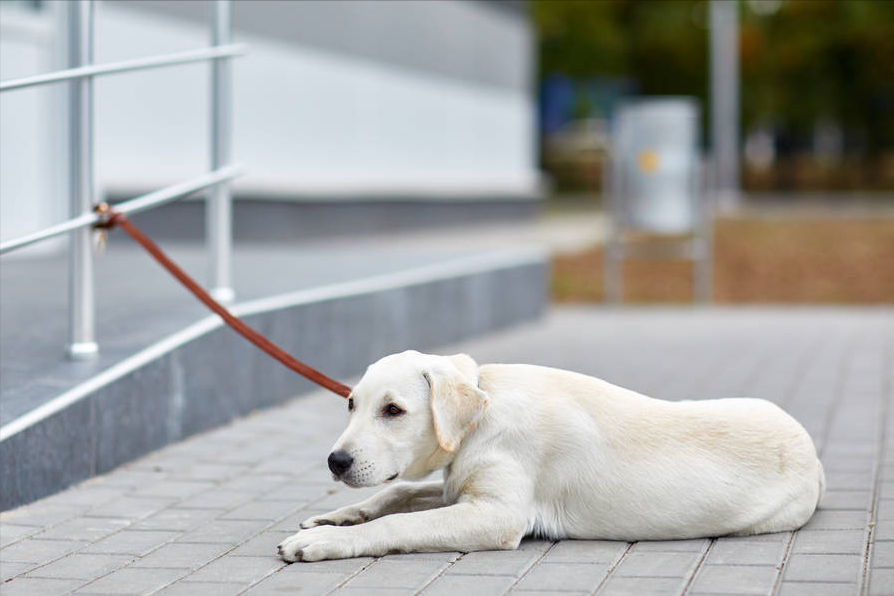 拉布拉多犬的價格：多少錢一只？