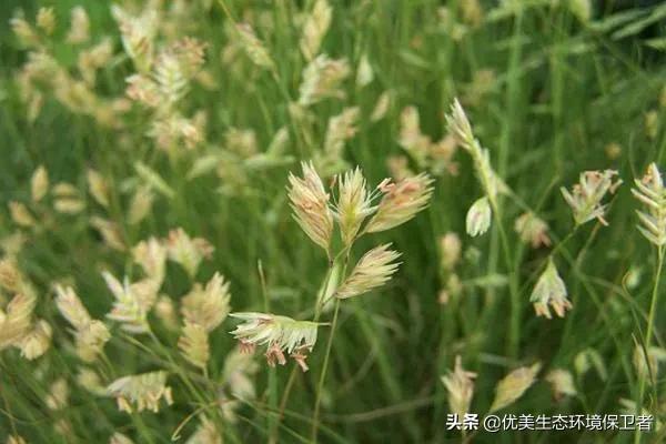 一种野草迅速生长并占领了沙漠，为何美国高兴不起来？