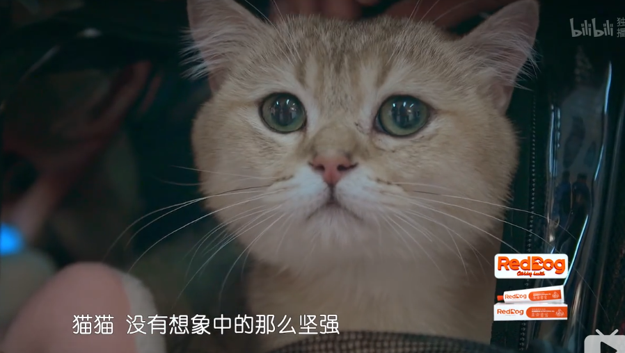 骂这禽兽我绝不道歉