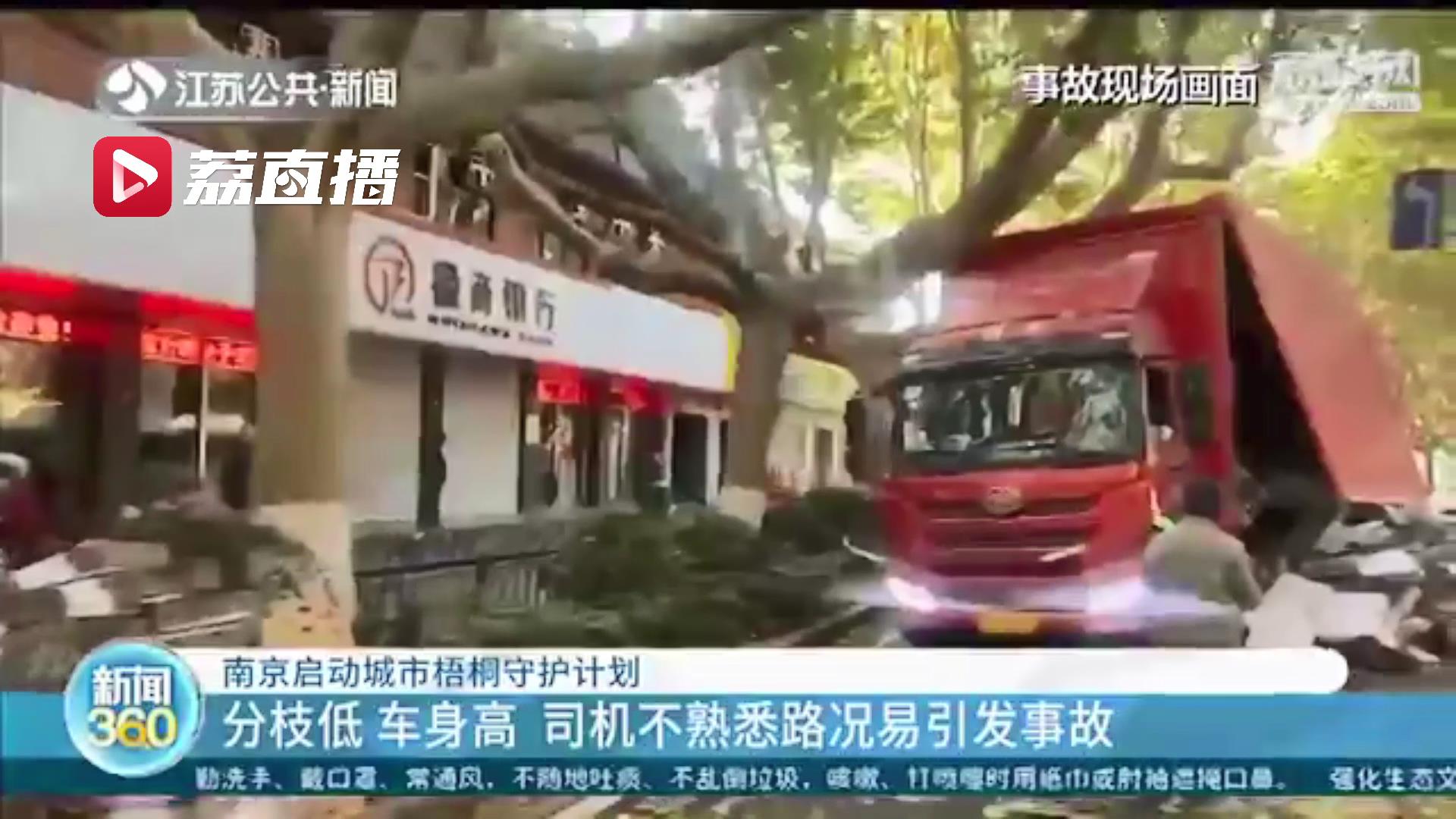 专门通道、反光彩绘、导航语音&hellip;城市梧桐守护计划保护南京的绿色风景线