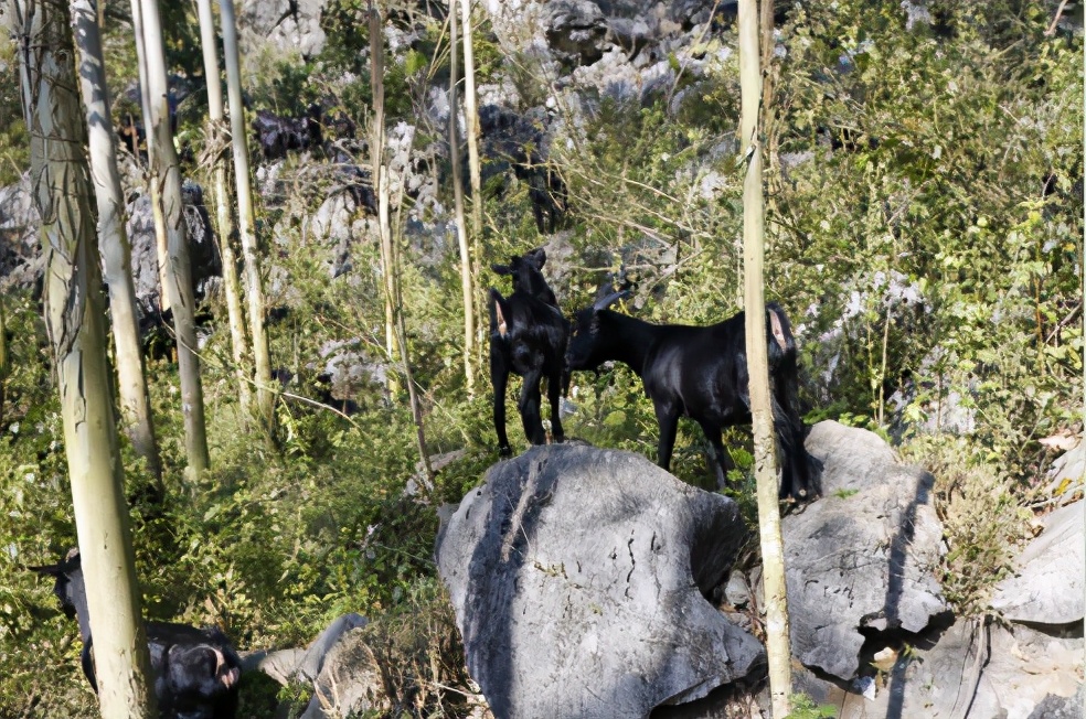 「马山黑山羊」一道山野间的美丽风景线