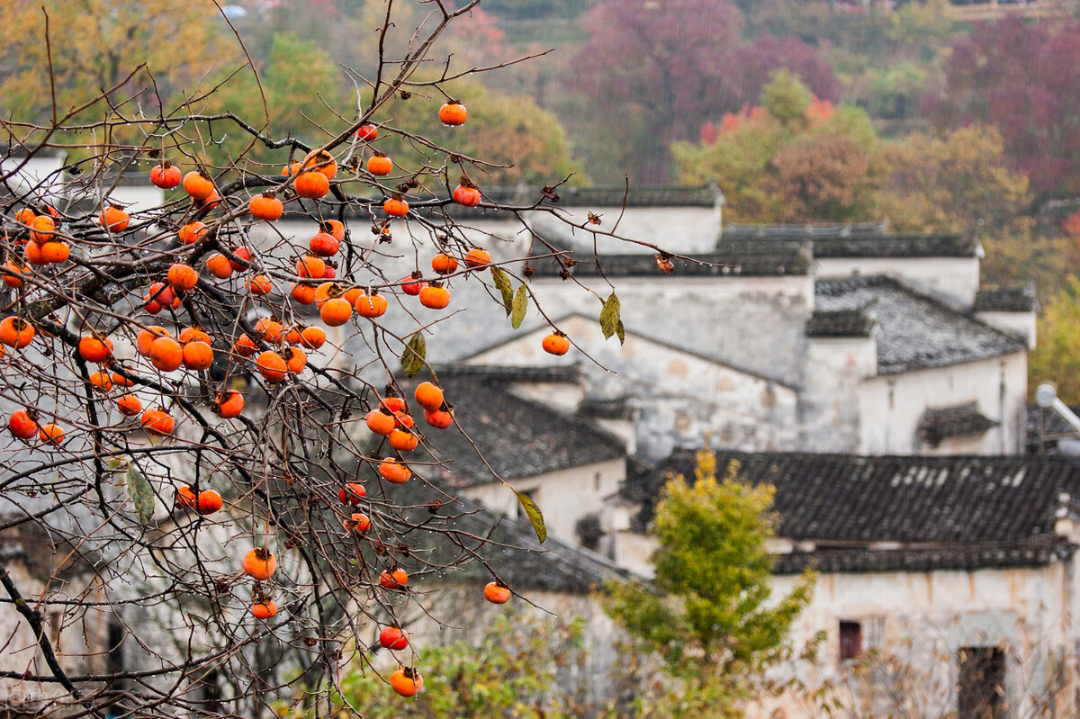 Anhui in autumn, one night into autumn, Huizhou became beautiful