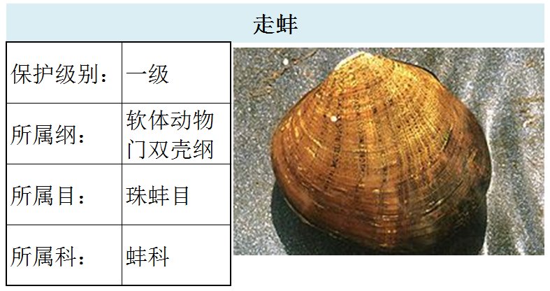 国家最新水生野生保护动物名录（共计三百余种），第2期