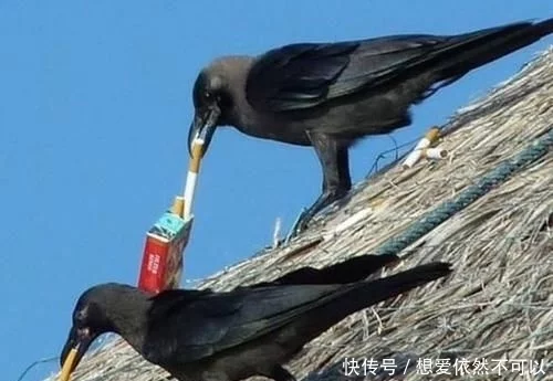 日本乌鸦泛滥成灾，智商高爱翻垃圾，为何国人
