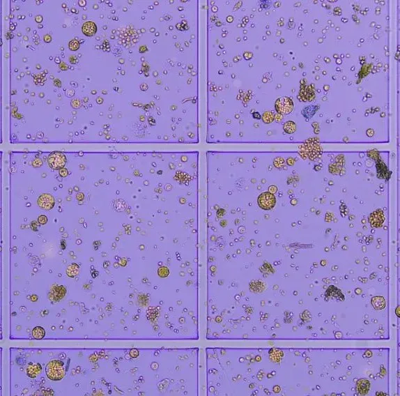 植物单细胞8连发，欧易生物原生质体分离获得重大突破