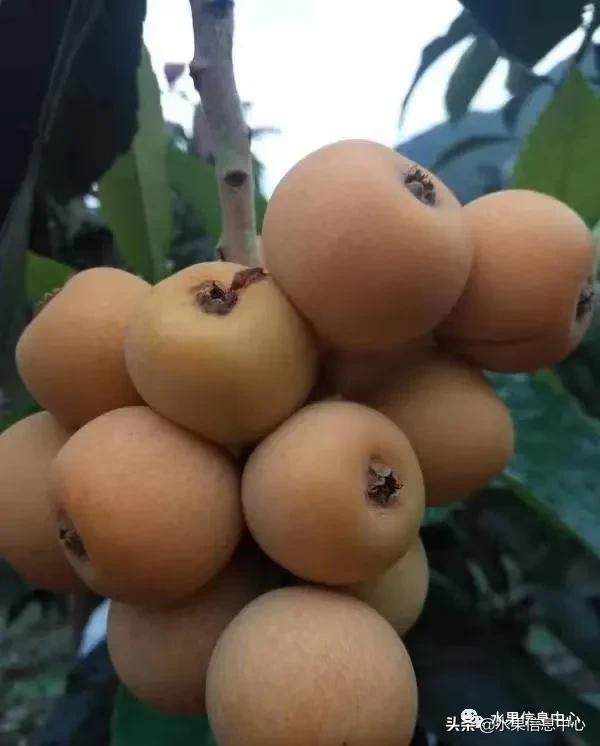 中國(guó)到底哪里的枇杷最好吃?