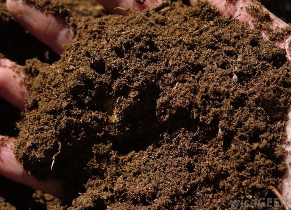 为什么我不喜欢用泥炭土种花，用椰糠、粗椰糠块才是最好的选择