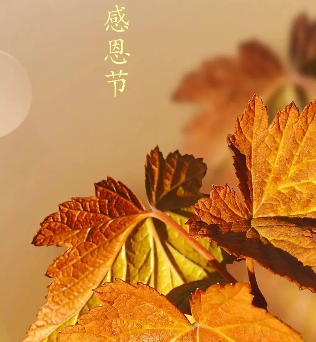 2020感恩节祝福语简短感恩节感谢所有认识的人的说说