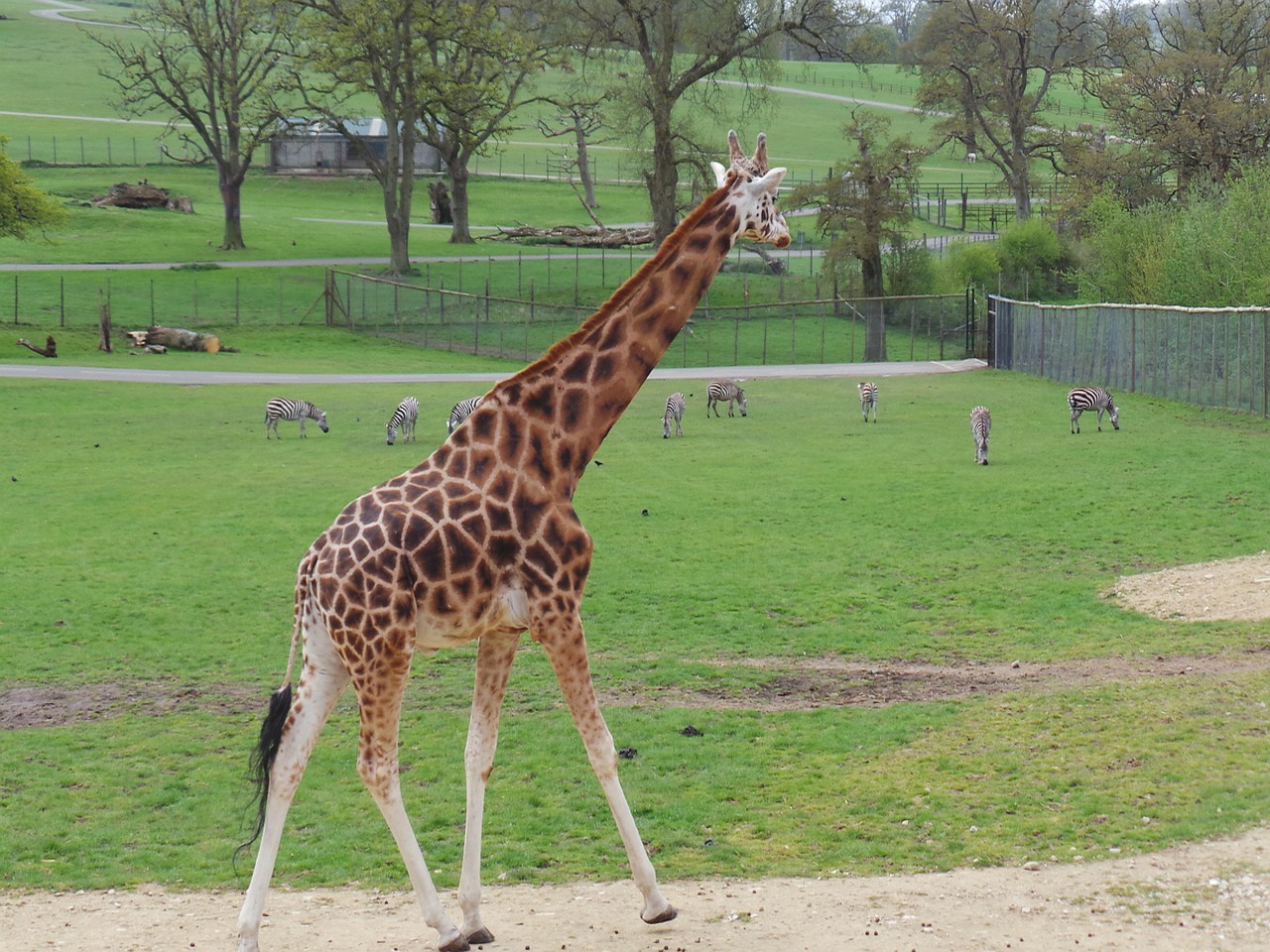 长颈鹿英语（Giraffe长颈鹿）