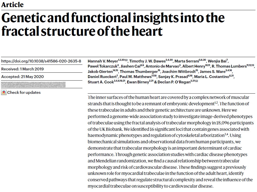 《自然》：回答500年前达芬奇的疑问，揭示人类心脏未知的秘密