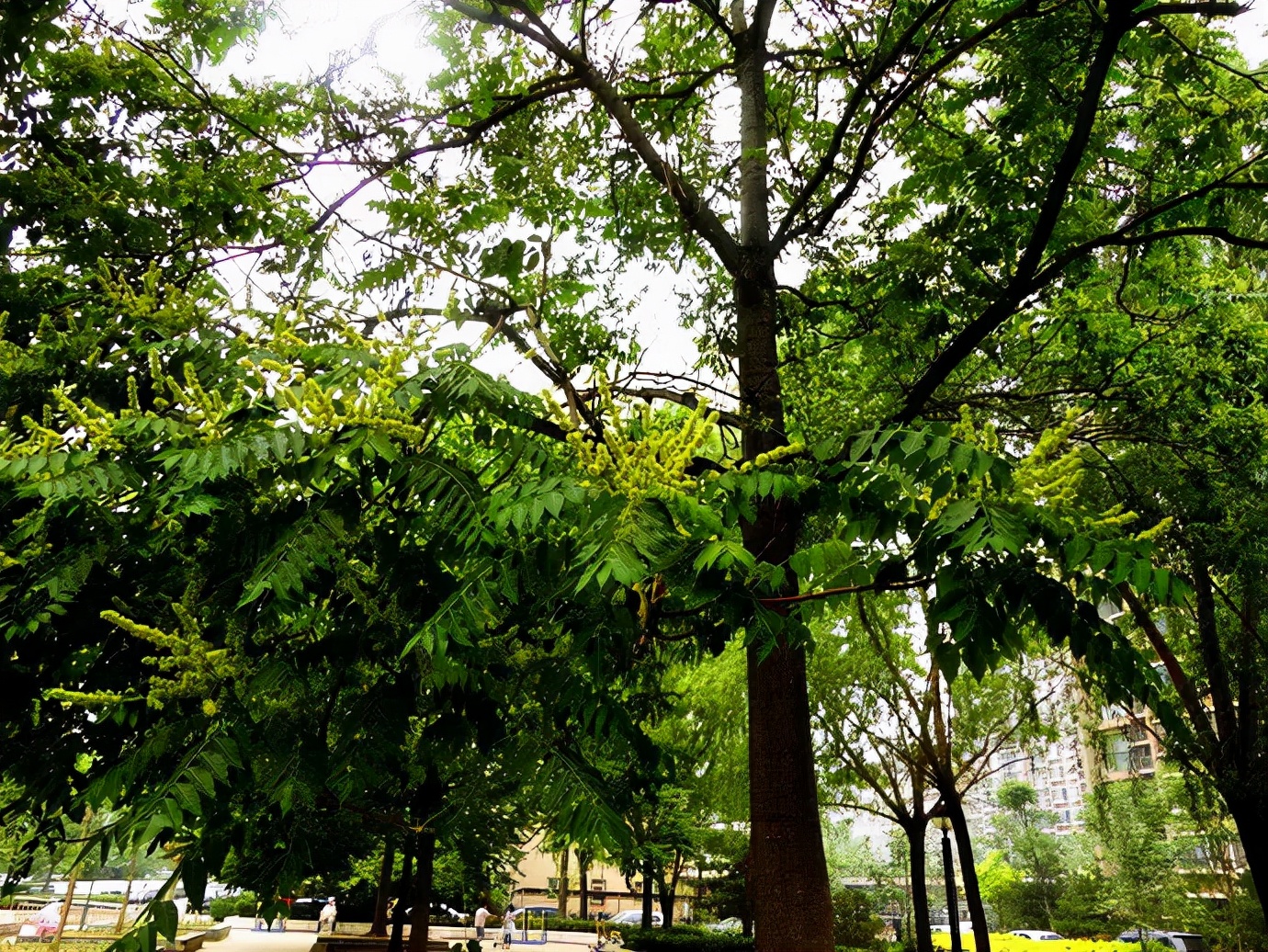 盤(pán)點(diǎn)園林景觀(guān)設計常用的各類(lèi)植物和材料，讓設計師不再迷茫