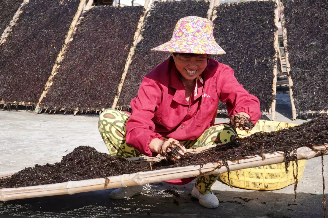 紫菜是什么植物（生物学家普遍认为它不是真正的植物）