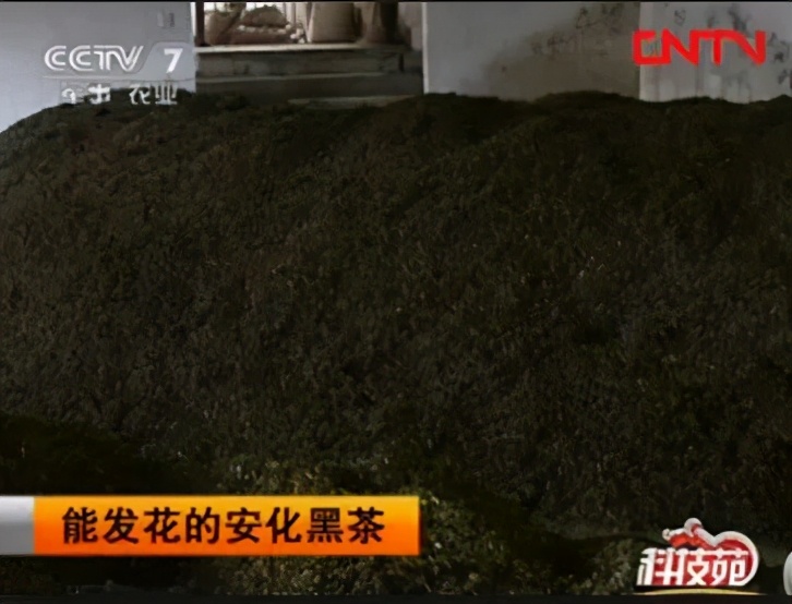 你買的紅茶和綠茶可能源自同一株茶樹？