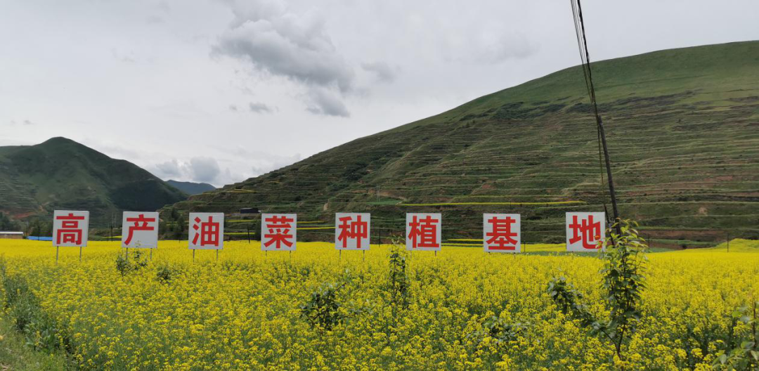 仲夏，千年古镇和油菜花海撞了个满怀