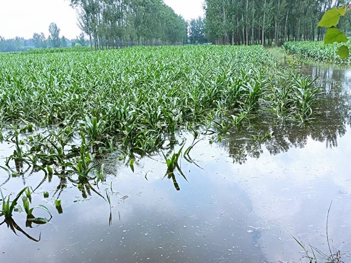 河南农大专家：严重内涝灾害情况下农业机械生产防灾减损、农机维护保养技术