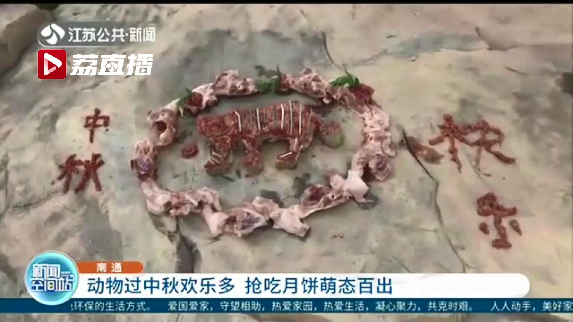 欢乐多多！动物过中秋抢吃月饼 萌态百出
