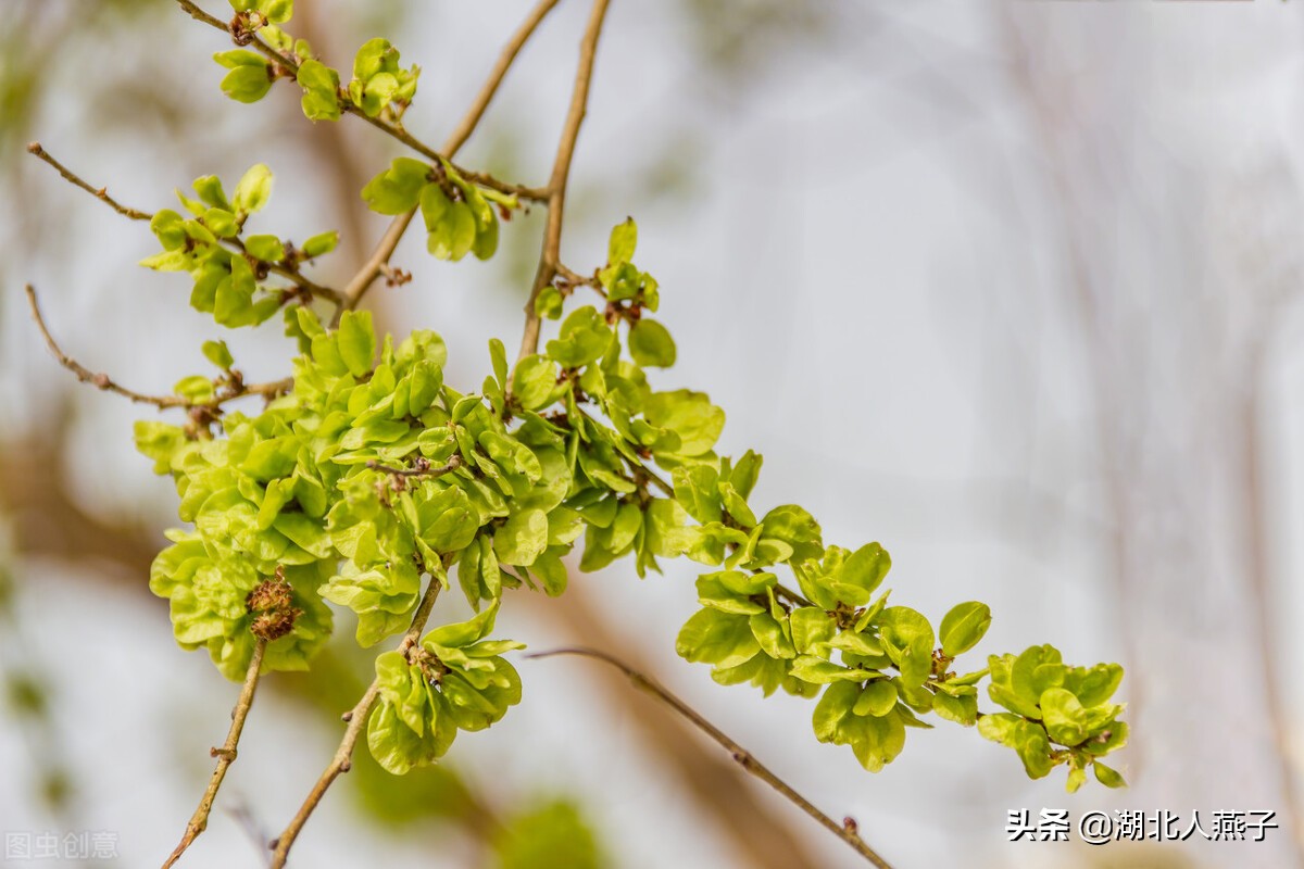 春天挖野菜，送你70种野菜图片大全，教你认识不同的野菜和吃法