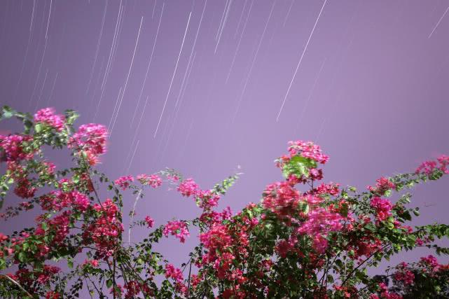 靜謐的夜色中，看花與星空的對話