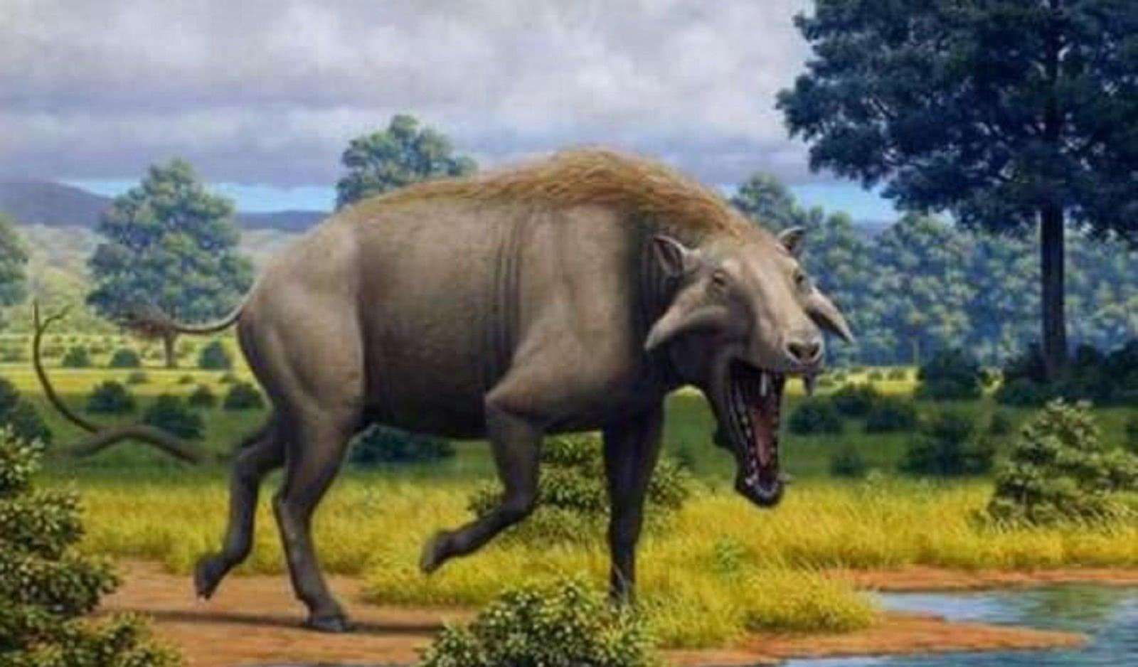 为何猪没有在进化中灭绝？看看它的祖先是谁，