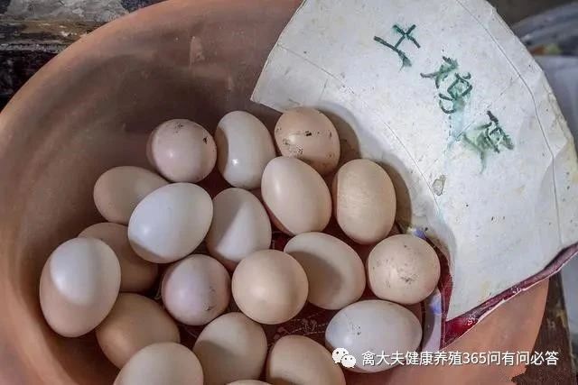 鸡蛋卖出“白菜价”，为什么跌这么狠？