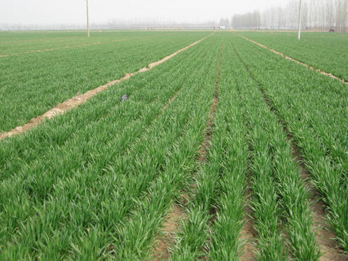 农村老话说“麦子给吃不给吃，要看正月二十一”说的有道理吗