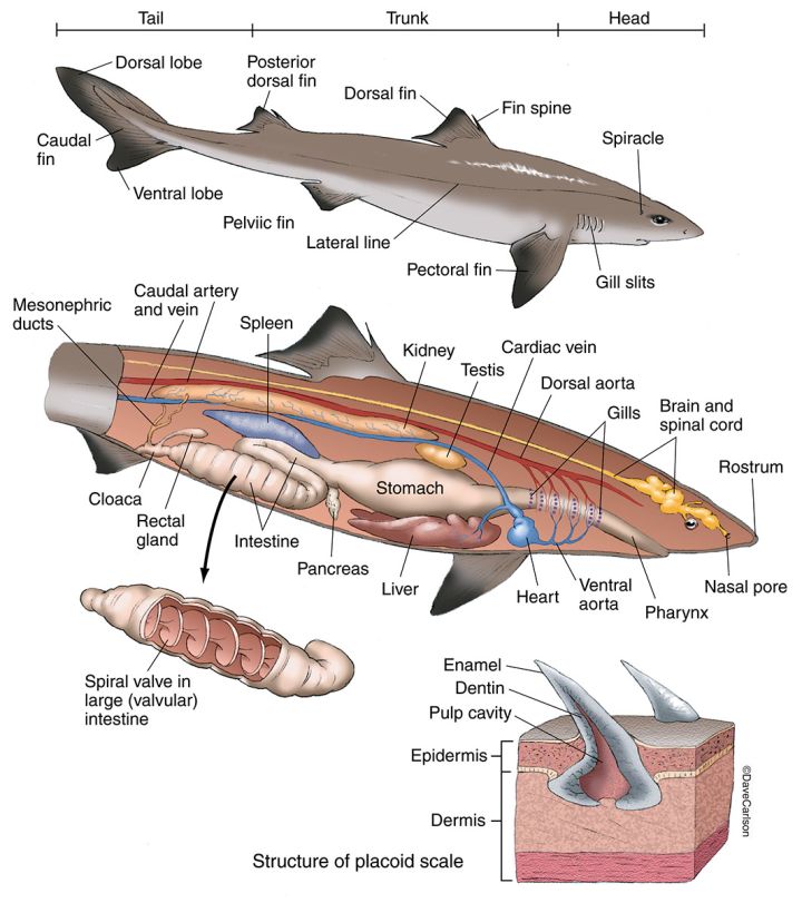 鲨鱼的泄殖腔图片图片