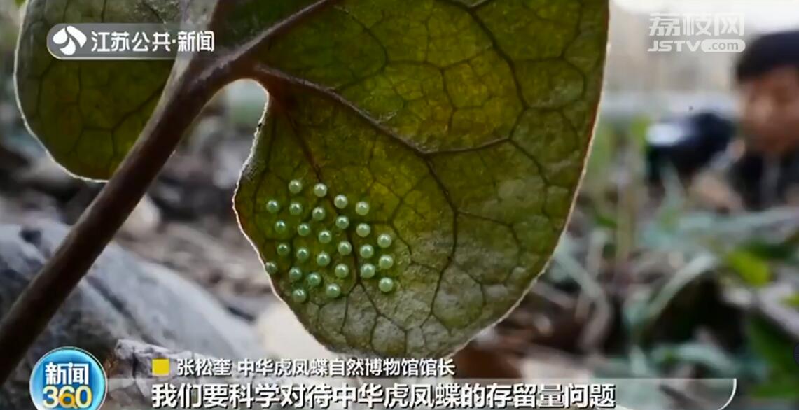 南京高淳中华虎凤蝶提前羽化 寄生植物被挖得只剩几棵