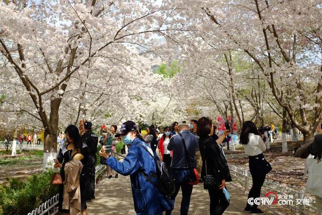 Yang Ying basks in oriental cherry to be patted oneself, pool of Beijing jade deep is admired cherry main forces is crowded explode, or curtilage the Yun Shangying in the home