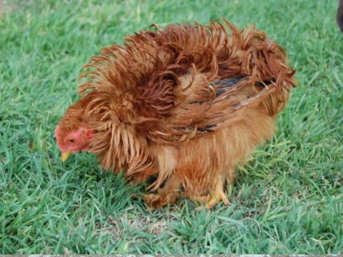 专家揭秘：什么是真正的土鸡蛋？