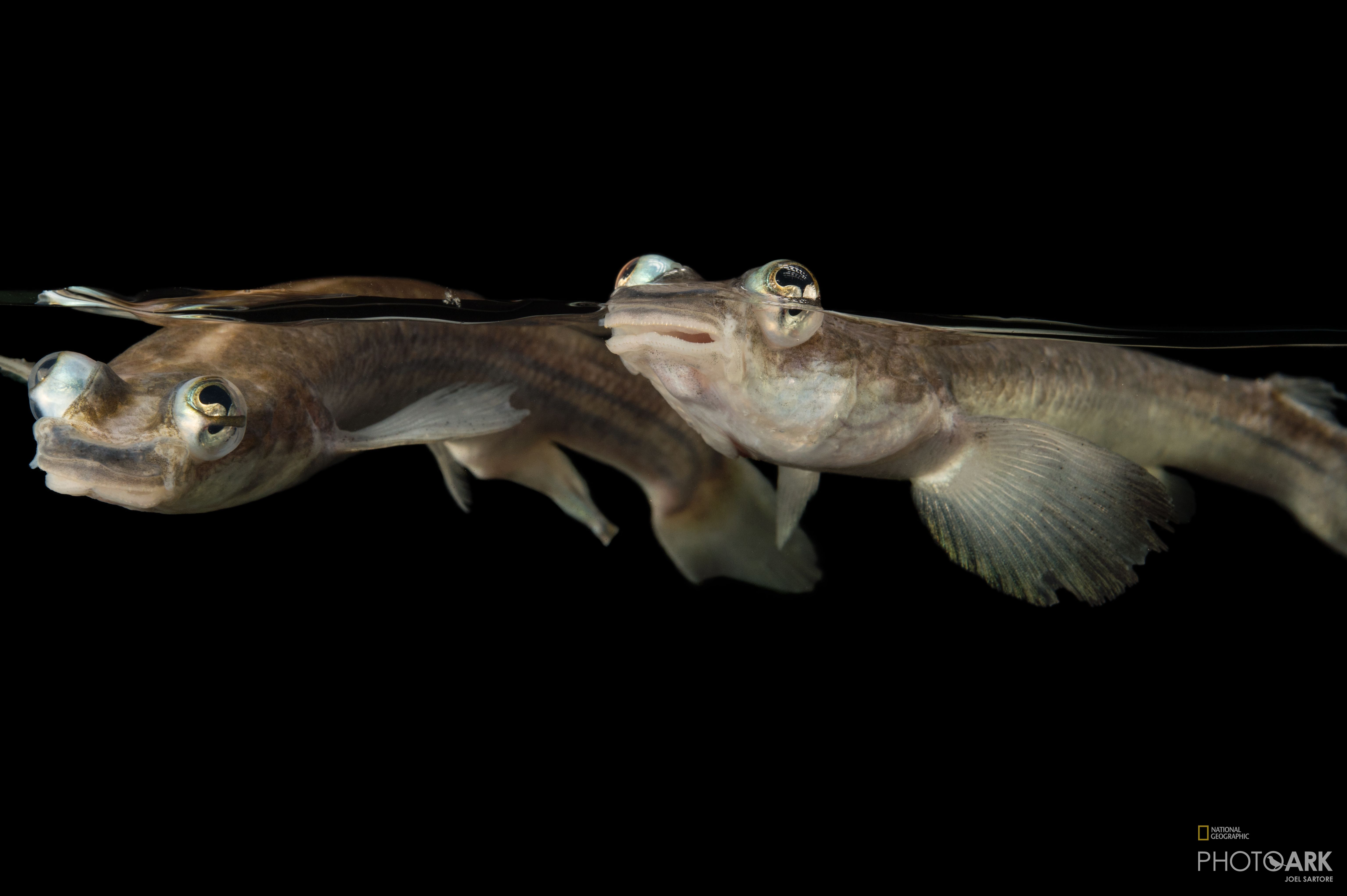 亚马逊河里的四眼鱼，命中注定有一条雌鱼配对，否则无法交配