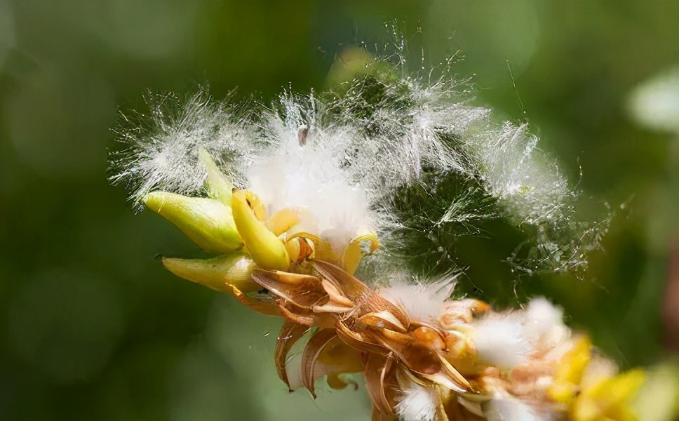 柳絮讓人苦不堪言，沒想到還是美食，在吃貨麵前為何依然猖狂？