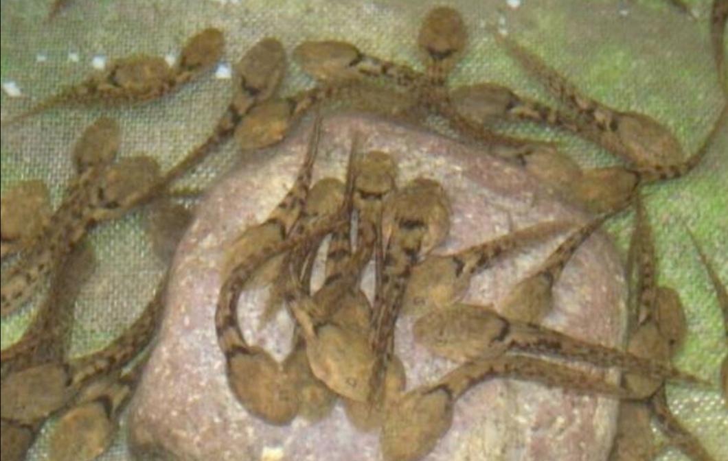 野生奇珍稀有动物——棘胸蛙，是空谷幽境深涧溪流之中的活体人参