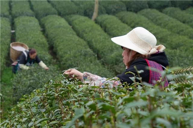 重庆七大特色产业之一，单品牌价值超20亿元，本地茶叶有多强？
