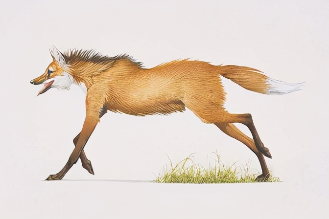 狼天生吃肉，但有種狼卻愛吃香蕉，還會自己剝皮，不是蕉太郎哦