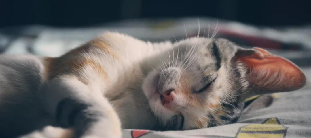 2021，建议你厚脸皮地活着