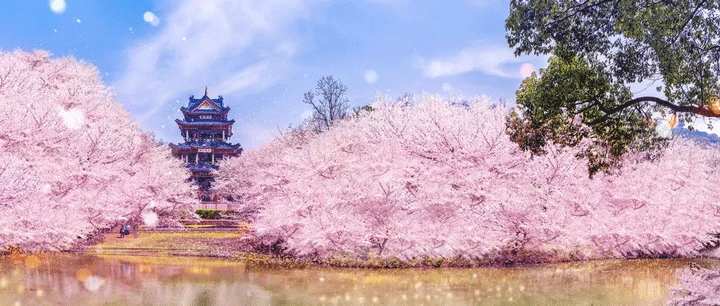 不必出国，江浙沪也能看遍樱花烂漫