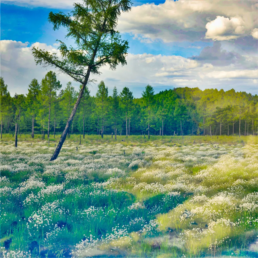 林都伊春 | 迷人的小兴安岭湿地“塔头花”